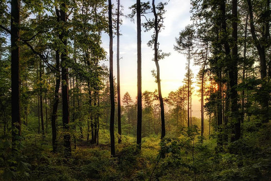 Discover Forest Bathing